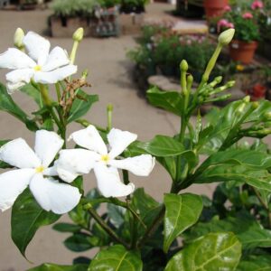 Chandni/Chandani White Flower Plant with Pot