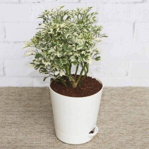 Aralia Variegated White Indoor Plant – with Pot