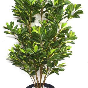 Ficus Pumila Plant – with Pot