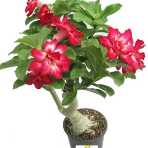 Adenium, Desert Rose (Pink, Double Shaded)  Plant – with Pot