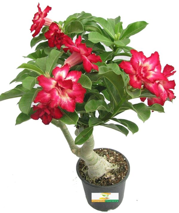 Adenium, Desert Rose (Pink, Double Shaded)  Plant - with Pot