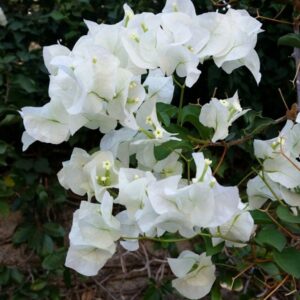 Bougainvillea White Outdoor Flowering Plant – with Pot