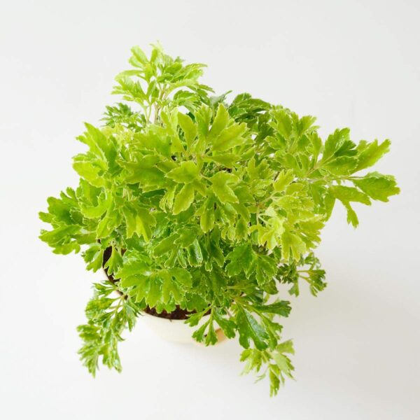 Aralia Golden Plant with Pot - Image 3