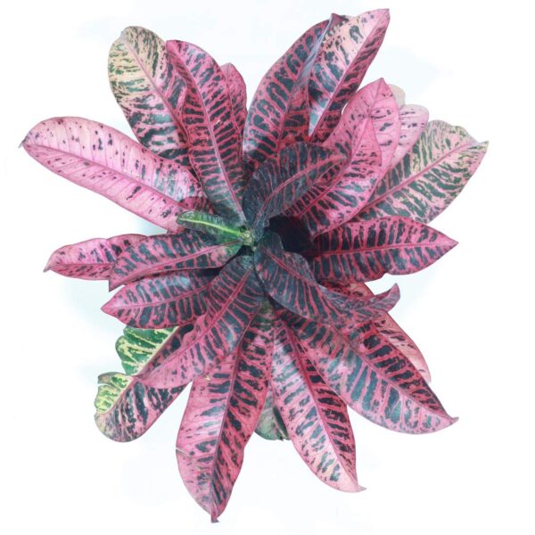 Croton Red Plant - Image 3