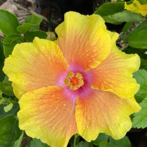 Hybrid Hibiscus Grafted Plant with Pot