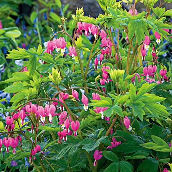 Bleeding Heart Pink Flower Plant - with Pot - Image 3