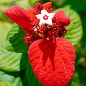 Red Mussaenda plant with Pot