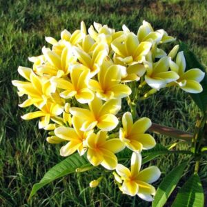 Plumeria Champa Yellow Flower Plant – with Pot