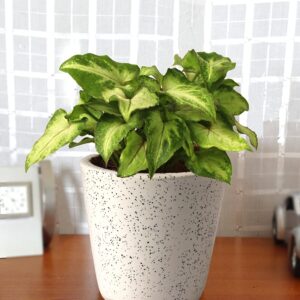 Syngonium Green Plant – with Ceramic Pot