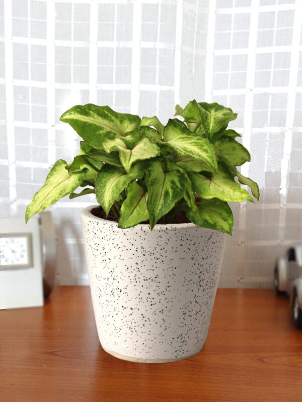 Syngonium Green Plant - with Ceramic Pot - Image 2