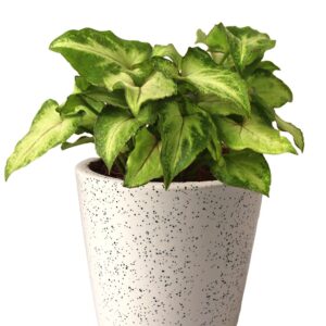 Syngonium Green Plant – with Ceramic Pot