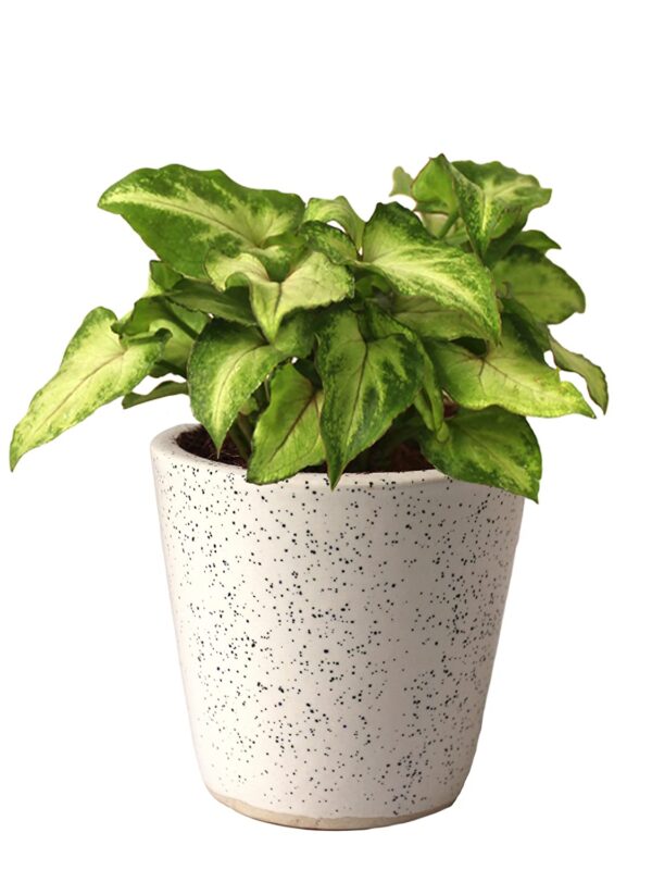 Syngonium Green Plant - with Ceramic Pot