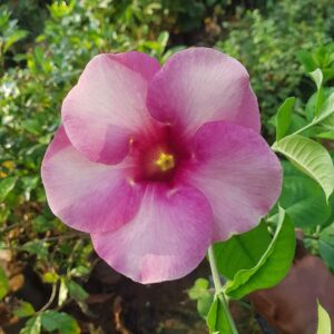 Allamanda Purple Flower Plant with Pot