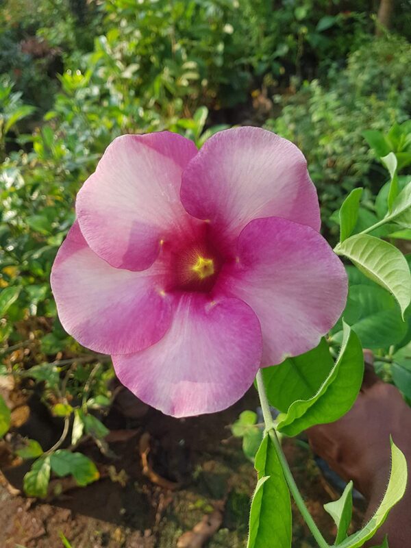 Allamanda Purple Flower Plant with Pot