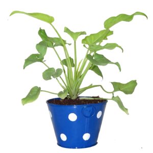 Exotic Green Xanadu Indoor Plant – with Pot