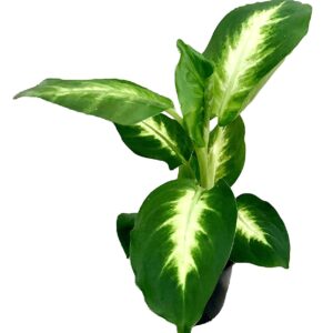 Dieffenbachia Camille Natural Plant – with Pot