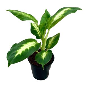 Dieffenbachia Camille Natural Plant – with Pot