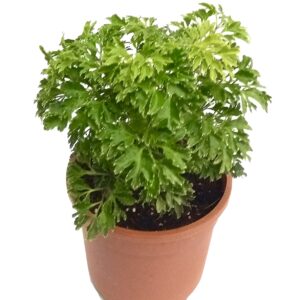 Green Aralia Indoor Plant – with Pot