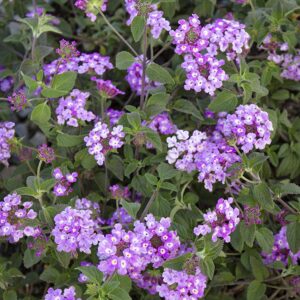 Lantana Camara Purple Flower Plant with Pot