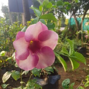 Allamanda Purple Flower Plant with Pot