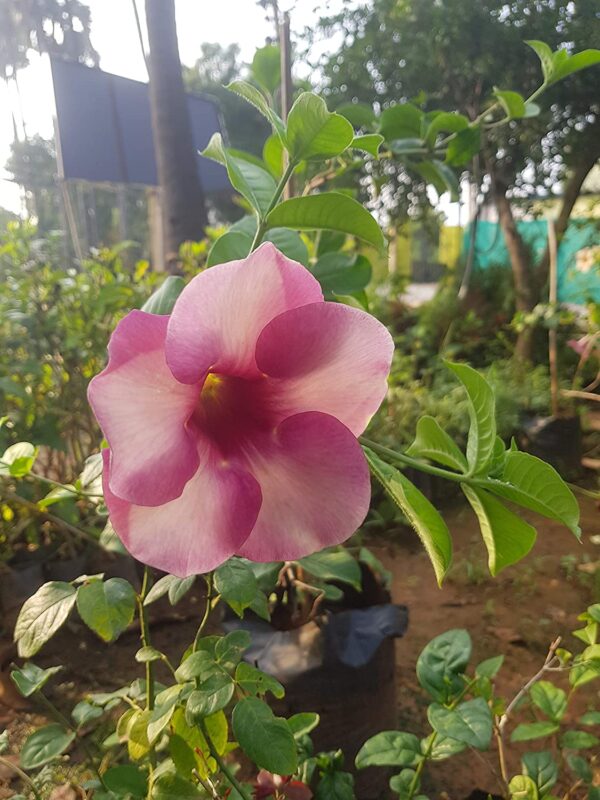 Allamanda Purple Flower Plant with Pot - Image 2