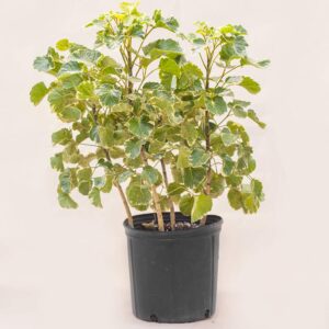 Aralia Variegated Indoor Plant – with Pot