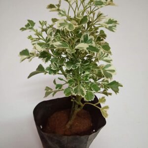 Aralia Variegated Indoor Plant – with Pot