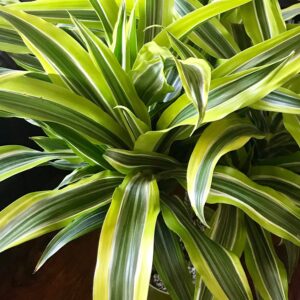 Victoria plant/ Dracaena Plant with Pot