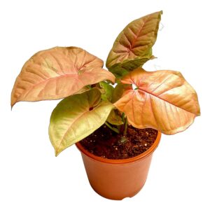 Pink Syngonium Plant – with Pot