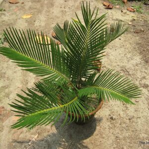 Cycas  Revoluta, King Sagoo Palm Plant – With Clay Pot