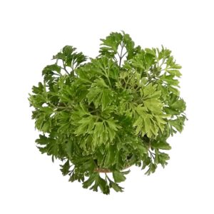 Green Aralia Indoor Plant – with Pot