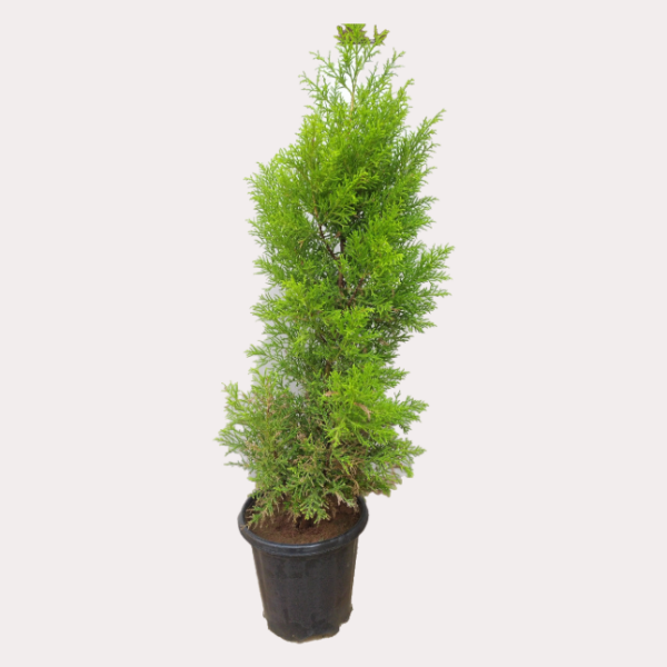 Golden Juniper Ornamental Plant With Pot