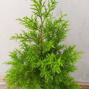 Golden Juniper Ornamental Plant With Pot