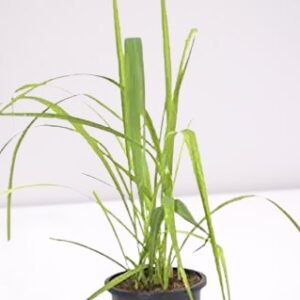 Lemon Grass Plant with Pot