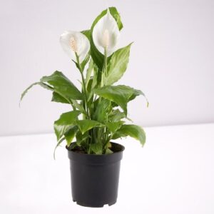 Peace Lily White Flower Plant – with Pot