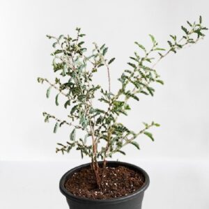 Shami Plant (Prosopis cineraria) – with Pot