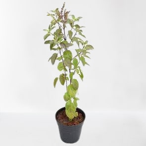 Krishna Tulsi Plant, Holy Basil, Ocimum tenuiflorum (Black) Plant – With Pot