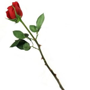 A Single Red Rose “One Sided Love”