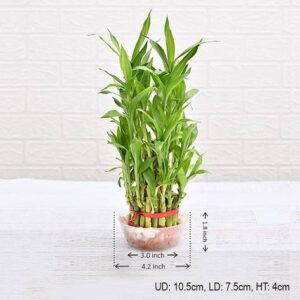 3 Layer Lucky Bamboo Plant in a Bowl with Pebbles – with Pot