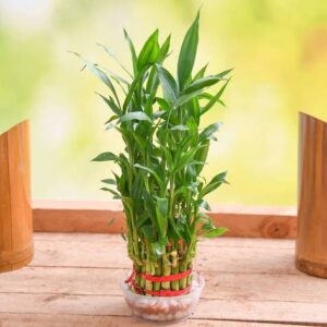 3 Layer Lucky Bamboo Plant in a Bowl with Pebbles – with Pot