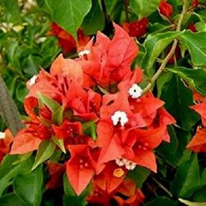 Bougainvillea Dwarf Hybrid (Red) Plant –  with Pot