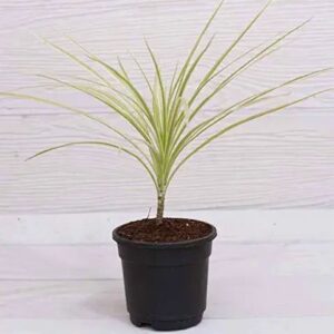 Dracaena Marginata (Marginata) Plant – With Pot