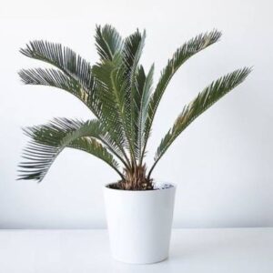 Cycas Palm Plant – With Ceramic Pot