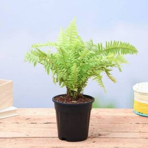 Nephrolepis Exaltata Aurea, Golden Fern, Boston Fern Plant – with Pot