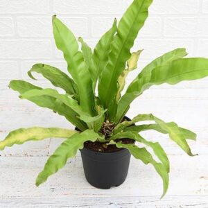 Bird Nest Fern, Asplenium Nidus Plant with pot – with Pot