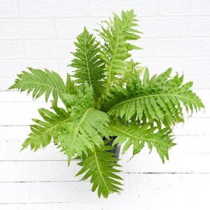 Tree Fern, Silver Lady Fern Plant with pot – with Pot