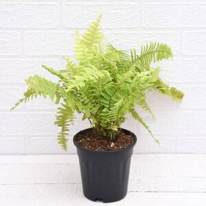 Nephrolepis Exaltata Aurea, Golden Fern, Boston Fern Plant – with Pot