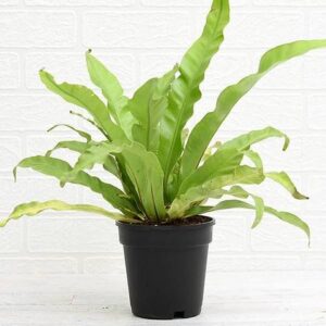 Bird Nest Fern, Asplenium Nidus Plant with pot – with Pot