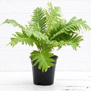 Tree Fern, Silver Lady Fern Plant with pot – with Pot