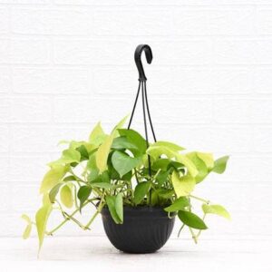 Money plant golden, Scindapsus golden (Hanging Basket) – with Pot